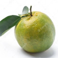 Green Tangerine نارنگی سبز